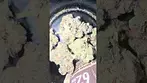 Mike Tyson 2.0 Alexander, the great UK medical cannabis #medical #uk #cannabisheals