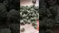 Video Thumbnail:  Sirspliffalot87