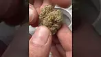 LA KUSH CAKE BY ADVEN 25% THC Medical Cannabis Review