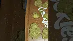 Green Karat Supreme diesel out the bag