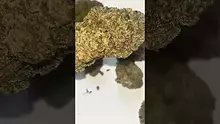 Cannabis is Medicine Video Thumbnail