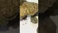 Video Thumbnail: Cannabis is Medicine