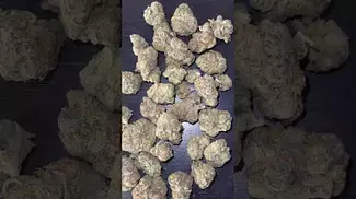 Phant “D1 smalls ”  23% THC Medical Cannabis  | FIRST LOOK 