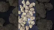 CheeseMon4 Video Thumbnail