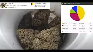 Aurora® Pedanios T27 Farm Gas Medical Cannabis - UK REVIEW (sound fixed)