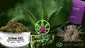 Video Thumbnail: Big Bud Reviews