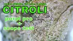 CITROLI Purpl Pro & Scope tests | 8.5/g | 25% | Cielo Verde, 4C & Xeal