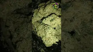 Upstate | Cap Junky | T30 | UK Medical Flower | First Look