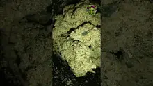 VIP THC Video Thumbnail