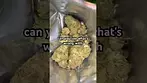 BRITZ by DOE - Seeds?