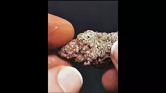 Phant | MAC1 x powdered donuts  #ukmedicalcannabis #cannabiseducation #medicalcannabis