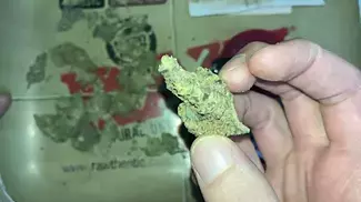 MEDICUS | APPLE FRITTER | UK MEDICAL CANNABIS PATIENT FLOWER VIDEO 2025