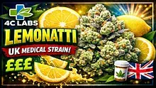 Cannabis Culture  Video Thumbnail