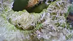 YODA CAP SCOPE FOOTAGE | Papers, Cuntourage & Xeal Pharma | 29% | 9/g