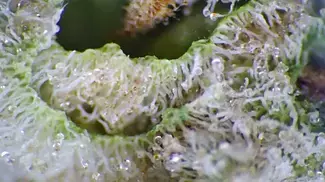 YODA CAP SCOPE FOOTAGE | Papers, Cuntourage & Xeal Pharma | 29% | 9/g