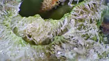Smacksalad Video Thumbnail