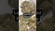 BabyzBudz Video Thumbnail