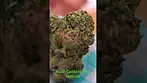 UK Medical Flower Upstate Kush Cookies 26% - Lovely kush smell upon opening - GSC comes through too.