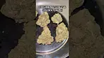ORIGINE NATURE T26 GOLDEN GAUTH weight