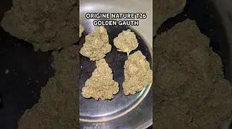 ORIGINE NATURE T26 GOLDEN GAUTH weight