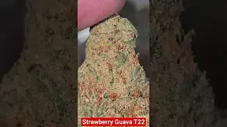 Phant - Strawberry Guava (smalls) T22 - Canada Grown crossed with Papaya - Very fruity and Sleepy