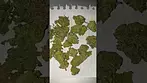 Khiron - Banana Ice Cake (BIC) (UK Medical Cannabis Prescription)