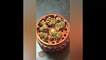 THC Bunny Video Thumbnail
