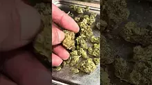  Pesky Mesky Meds Video Thumbnail