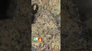 London Marker #weedchannel #420 #cannabiscommunity #medicalcannabis #medicalweed #highlife 