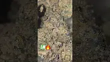 Big Bud Reviews Video Thumbnail