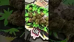 Lemon cherry z  by mamedica uk cannabis medical #cannabisheals #medical