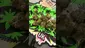 Video Thumbnail: Big Smokey Medical UK