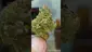 Video Thumbnail: THC Bunny