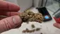 Video Thumbnail: Smacksalad