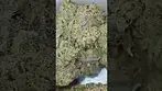 craft botanics t28 smm slurricane mimosa #medicalcannabis #cannabisdaily