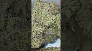 craft botanics t28 smm slurricane mimosa #medicalcannabis #cannabisdaily