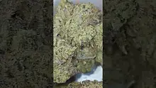 Mary Jane Media 420 Video Thumbnail