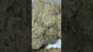Video Thumbnail: Mary Jane Media 420
