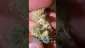 Video Thumbnail: Bajan