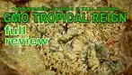 GMO TROPICAL REIGN | Organigram, 4C Labs, & Xeal Pharma | FULL REVIEW