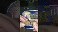  The Cannabis Patient Video Thumbnail