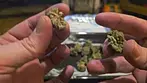 UK Medical Cannabis Review - ECPMT (aka. Platinum Mints)