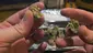 Video Thumbnail: Punkz Emporium