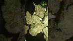 Plantations Ceres MAK T25 Mango K, another sweet fruity one,with a nice hazey fuel smell