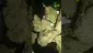 Video Thumbnail: VIP THC
