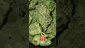 Video Thumbnail: VIP THC
