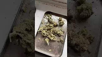 Tyson 2.0 Haymaker Haze T28% review #ukmedicalcannabis #medicalcannabis