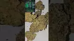 GREEN KARAT MG T27 AZZTECMEDIA REVIEWS #UK #MEDICAL #ANXIETY #PAIN #MEDICALCANNABISCOMMUNITY #UK 