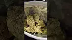 CURALEAF ZOUR APPLES (UK PRESCRIPTION MEDICATION)