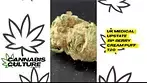 UK MEDICAL | UPSTATE BP - BERRY CREAM PUFF | T20